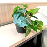 Cordobes * قرطبة